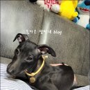 부천준동물병원 이미지