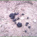 황골농장 이미지