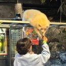 곳간-멍앤캣 | 홍대 실내데이트 추천 체험형 동물원 테이블에이