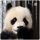 예쁜이모