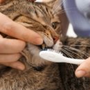 수목원동물병원 이미지