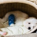 두루라 | [두루 일기] 두루의 피부 상태/강아지 습진/강아지 스테로이드/강아지피부템/결국 빡똥/꼬똥 드 툴레아