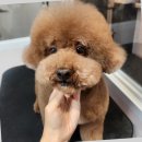 제이펫 | 제이펫살롱에서 울산애견미용 후 반려견이 더 사랑스러워진 이야기