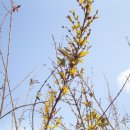 개나리산장 이미지