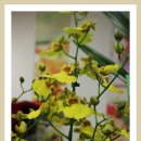 화훼장식(플로리스트) 이미지