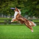 도그,위브 이미지