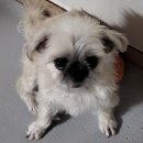 개순이상점 이미지