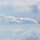 갈매기꿈 이미지