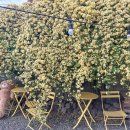 레몬비 동광로점 | 제주도 5월 꽃명소 목향장미 미주크크 공항 근처 카페