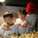 신기부화장 이미지