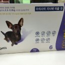 레볼루션애견 네이버블로그