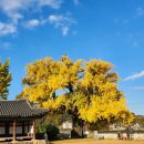 홍산객사 은행나무 이미지