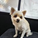 멍멍닷컴 이미지