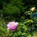 자운영한의원 이미지