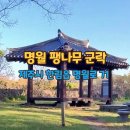 명월 팽나무군락 이미지