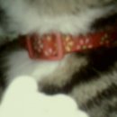 백설 세탁 이미지