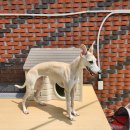 금오대로 이미지