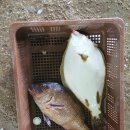 솔표라이프 이미지