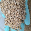 갓 빻은 토종앉은뱅이 통밀가루/ 검은통밀가루 (특별할인가!!) 이미지