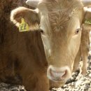 고급육생산목장 이미지