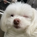 맑은눈 동물병원 이미지