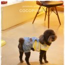 퍼피파라다이스 이미지