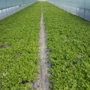 일죽농장 이미지