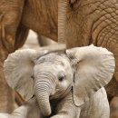 코끼리한의원 이미지