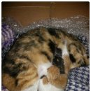 야옹이PC 이미지