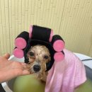 남현댕 애견미용 | [서울/관악구] 남현댕 애견미용 후기 🐶✂️