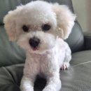 젠틀몽 | 울산 북구 애견미용 추천｜내돈내산 젠틀몽