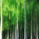 원대리 자작나무숲 이미지