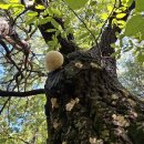 소똥령마을 이미지