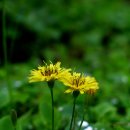 꿈꾸는흙집마당 이미지