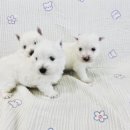 창원강아지분양 헬스독 애견입양 말티푸들포메라니안미니비숑 이미지