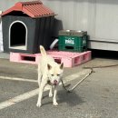 옛촌갈치 | 고령 먹지도 - 경북 고령 옛촌갈치 < 갈치조림 맛집>현지인 맛집