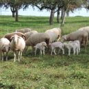 양떼목장 이미지