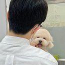 밍그루밍 이미지