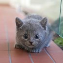 울산 고양이분양 미유펫 | 울산삼산동고양이분양 미유펫 덕분이에요