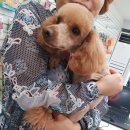 가람애견미용샵 이미지