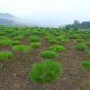 금송농장 이미지