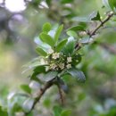 소리나무(주) 이미지