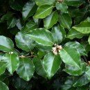 국립산림과학원
산림바이오소재연구소 | 국립산림과학원의 탈모 특허! 보리밥 나무 추출물이 탈모에 효과적인 이유