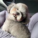 데이지 독 네이버블로그