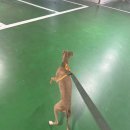 털로덮인친구들 용인죽전점 이미지