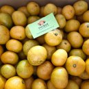 감귤향기 | 제주감귤 첫구매 향부터 달랐다 두머니물농원 후기