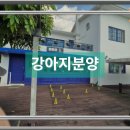 멍멍이천국 이미지