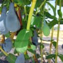 자라마을 이미지