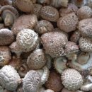 탐험대민박 이미지