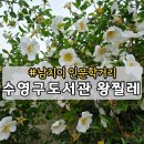 푸른마을도서관 | 부산 가볼만한곳 수영구도서관 왕찔레꽃 개화 남치이인문학거리 산책 후기